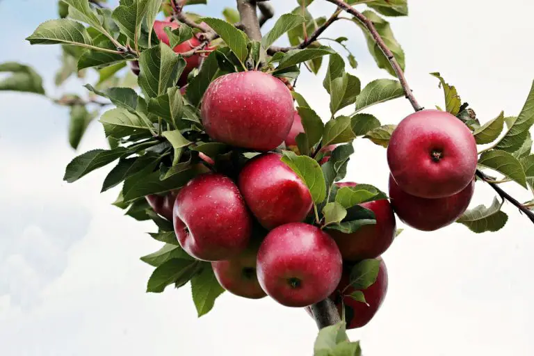 æbler på et træ