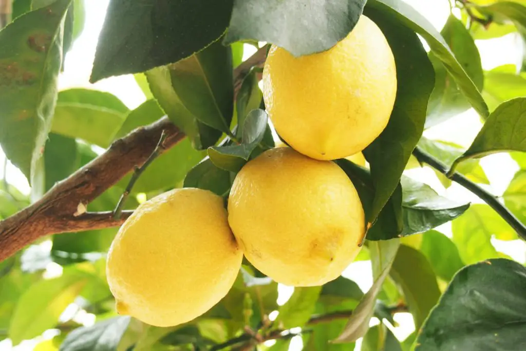 lav et citrontræ