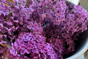 syrenblomster klar til sirup.