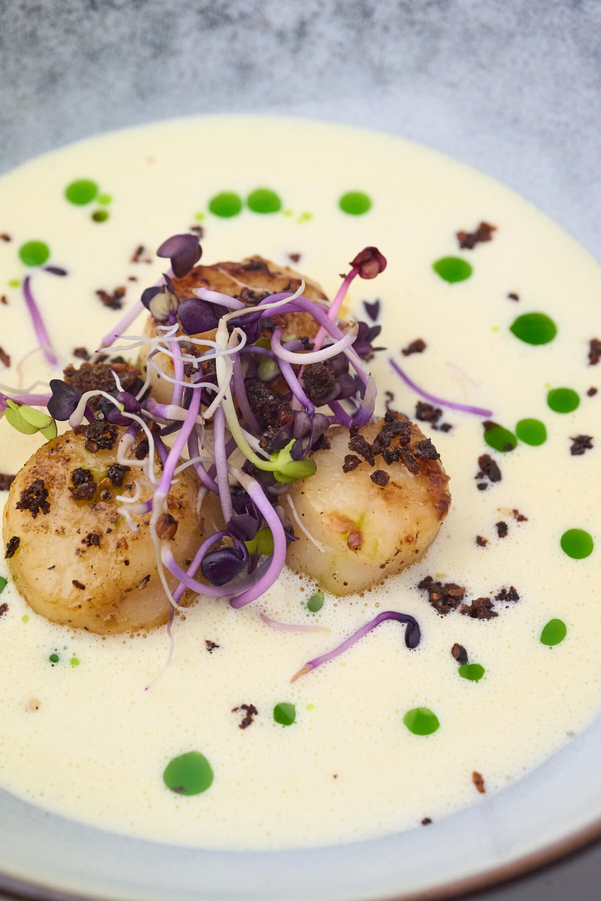 forret med stegte kammuslinger og blanquette sauce samt dildolie og radisespirer.